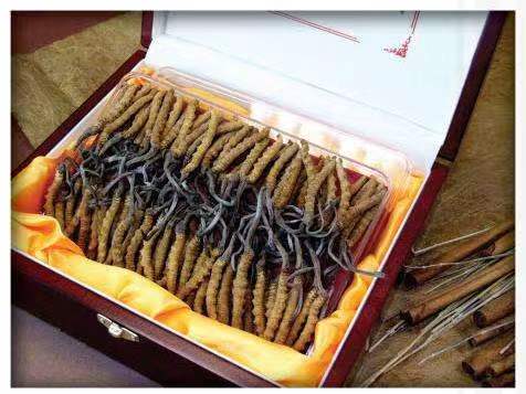 化州冬虫夏草回收